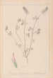 Herbier de la flore française Pl0317 - Louis Antoine Cusin — Ansicht des Kunstwerks