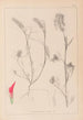 Herbier de la flore française Pl0319 - Louis Antoine Cusin — Ansicht des Kunstwerks