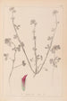 Herbier de la flore française Pl0321 - Louis Antoine Cusin — Ansicht des Kunstwerks