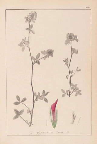 Louis Antoine Cusin - Herbier de la flore franaise Pl0322.webp