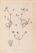 Herbier de la flore française Pl0323 - Louis Antoine Cusin — Ansicht des Kunstwerks
