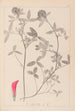 Herbier de la flore française Pl0324 - Louis Antoine Cusin — Ansicht des Kunstwerks
