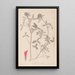 Herbier de la flore française Pl0324 - Louis Antoine Cusin — gerahmtes Bild an der Wand