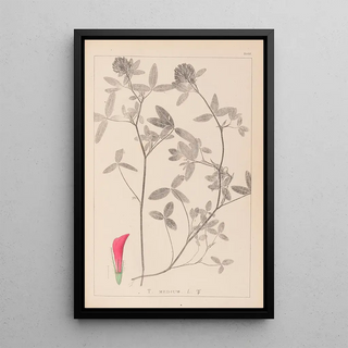 Louis Antoine Cusin - Herbier de la flore franaise Pl0324.webp