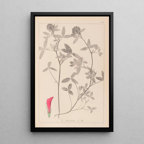 Louis Antoine Cusin - Herbier de la flore franaise Pl0324.webp
