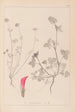 Herbier de la flore française Pl0325 - Louis Antoine Cusin — Ansicht des Kunstwerks