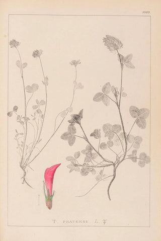 Louis Antoine Cusin - Herbier de la flore franaise Pl0325.webp
