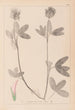 Herbier de la flore française Pl0326 - Louis Antoine Cusin — Ansicht des Kunstwerks