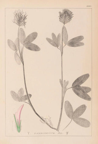 Louis Antoine Cusin - Herbier de la flore franaise Pl0326.webp