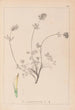 Herbier de la flore française Pl0328 - Louis Antoine Cusin — Ansicht des Kunstwerks