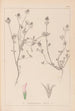 Herbier de la flore française Pl0330 - Louis Antoine Cusin — Ansicht des Kunstwerks
