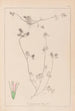 Herbier de la flore française Pl0333 - Louis Antoine Cusin — Ansicht des Kunstwerks