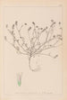 Herbier de la flore française Pl0335 - Louis Antoine Cusin — Ansicht des Kunstwerks