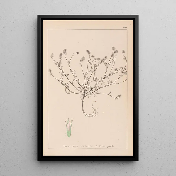 Louis Antoine Cusin - Herbier de la flore franaise Pl0335.webp