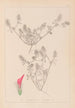 Herbier de la flore française Pl0336 - Louis Antoine Cusin — Ansicht des Kunstwerks