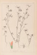 Herbier de la flore française Pl0338 - Louis Antoine Cusin — Ansicht des Kunstwerks