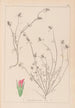 Herbier de la flore française Pl0339 - Louis Antoine Cusin — Ansicht des Kunstwerks
