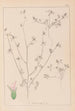 Herbier de la flore française Pl0341 - Louis Antoine Cusin — Ansicht des Kunstwerks