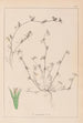 Herbier de la flore française Pl0342 - Louis Antoine Cusin — Ansicht des Kunstwerks