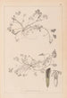 Herbier de la flore française Pl0343 - Louis Antoine Cusin — Ansicht des Kunstwerks