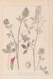 Herbier de la flore française Pl0347 - Louis Antoine Cusin — Ansicht des Kunstwerks