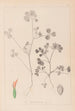 Herbier de la flore française Pl0348 - Louis Antoine Cusin — Ansicht des Kunstwerks