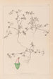 Herbier de la flore française Pl0349 - Louis Antoine Cusin — Ansicht des Kunstwerks