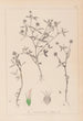 Herbier de la flore française Pl0351 - Louis Antoine Cusin — Ansicht des Kunstwerks