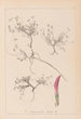 Herbier de la flore française Pl0354 - Louis Antoine Cusin — Ansicht des Kunstwerks