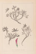 Herbier de la flore française Pl0355 - Louis Antoine Cusin — Ansicht des Kunstwerks