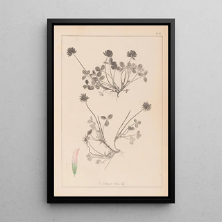 Louis Antoine Cusin - Herbier de la flore franaise Pl0356.webp