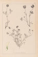 Herbier de la flore française Pl0357 - Louis Antoine Cusin — Ansicht des Kunstwerks