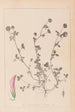 Herbier de la flore française Pl0360 - Louis Antoine Cusin — Ansicht des Kunstwerks