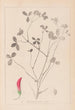 Herbier de la flore française Pl0361 - Louis Antoine Cusin — Ansicht des Kunstwerks
