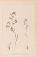 Herbier de la flore française Pl0362 - Louis Antoine Cusin — Ansicht des Kunstwerks