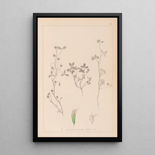 Louis Antoine Cusin - Herbier de la flore franaise Pl0363.webp
