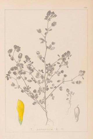 Louis Antoine Cusin - Herbier de la flore franaise Pl0368.webp