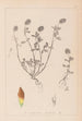 Herbier de la flore française Pl0371 - Louis Antoine Cusin — Ansicht des Kunstwerks