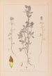 Herbier de la flore française Pl0372 - Louis Antoine Cusin — Ansicht des Kunstwerks