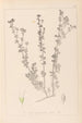 Herbier de la flore française Pl0375 - Louis Antoine Cusin — Ansicht des Kunstwerks