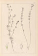 Herbier de la flore française Pl0377 - Louis Antoine Cusin — Ansicht des Kunstwerks