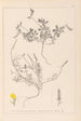Herbier de la flore française Pl0378 - Louis Antoine Cusin — Ansicht des Kunstwerks