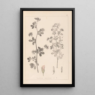 Louis Antoine Cusin - Herbier de la flore franaise Pl0381.webp