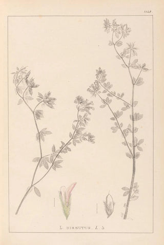 Louis Antoine Cusin - Herbier de la flore franaise Pl0382.webp