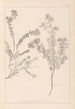 Herbier de la flore française Pl0383 - Louis Antoine Cusin — Ansicht des Kunstwerks