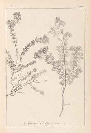 Louis Antoine Cusin - Herbier de la flore franaise Pl0383.webp