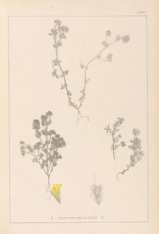 Louis Antoine Cusin - Herbier de la flore franaise Pl0384.webp