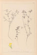 Herbier de la flore française Pl0386 - Louis Antoine Cusin — Ansicht des Kunstwerks