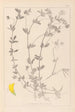 Herbier de la flore française Pl0393 - Louis Antoine Cusin — Ansicht des Kunstwerks