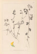 Herbier de la flore française Pl0396 - Louis Antoine Cusin — Ansicht des Kunstwerks